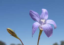 صورة Wahlenbergia capillaris (G. Lodd.) G. Don