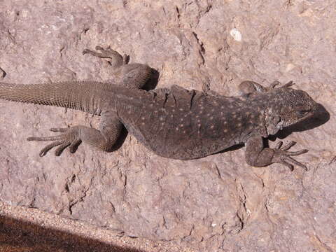 Image of Phymaturus tenebrosus Lobo & Quinteros 2005