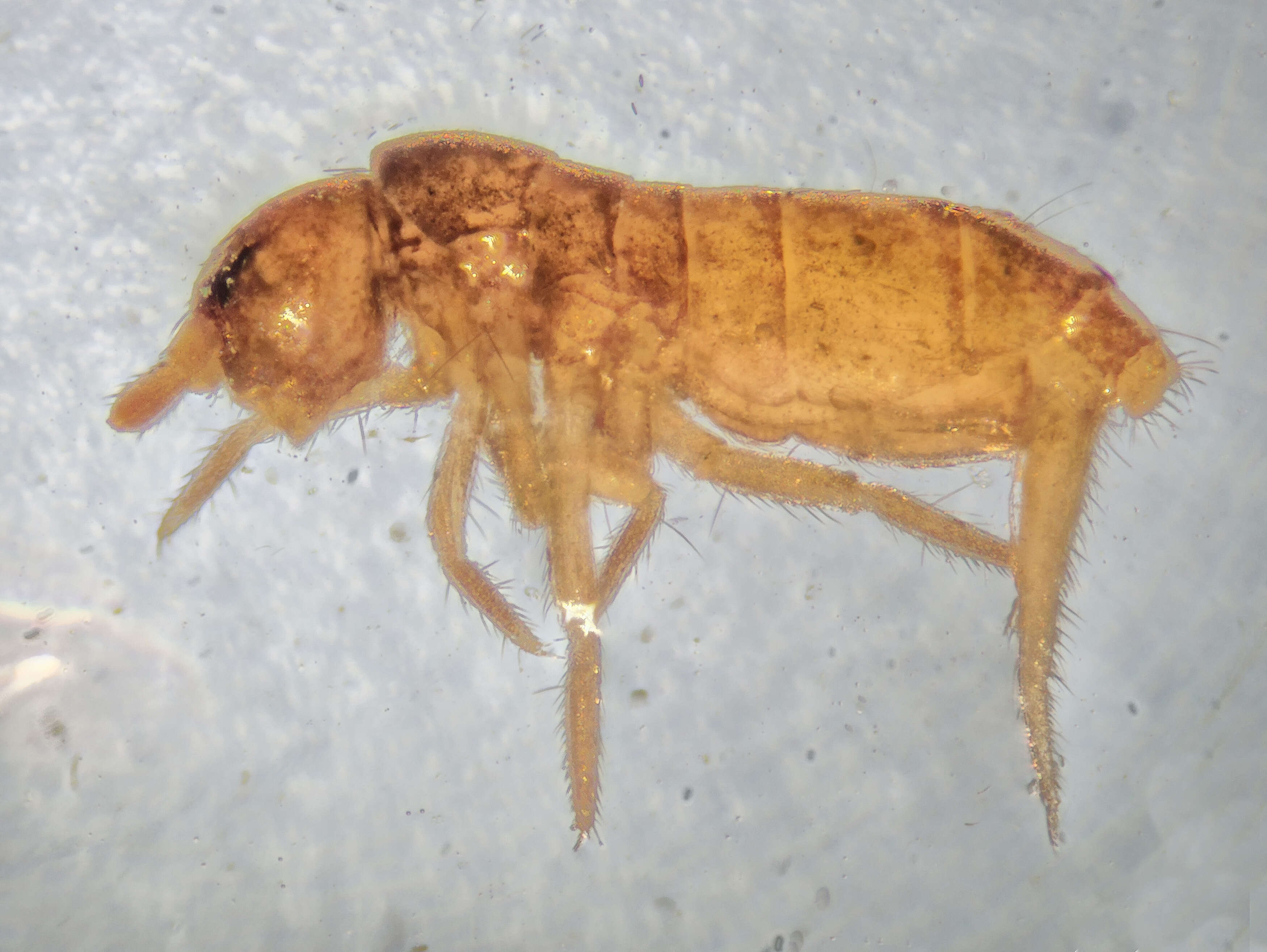 Image of Elongate-bodied Springtails