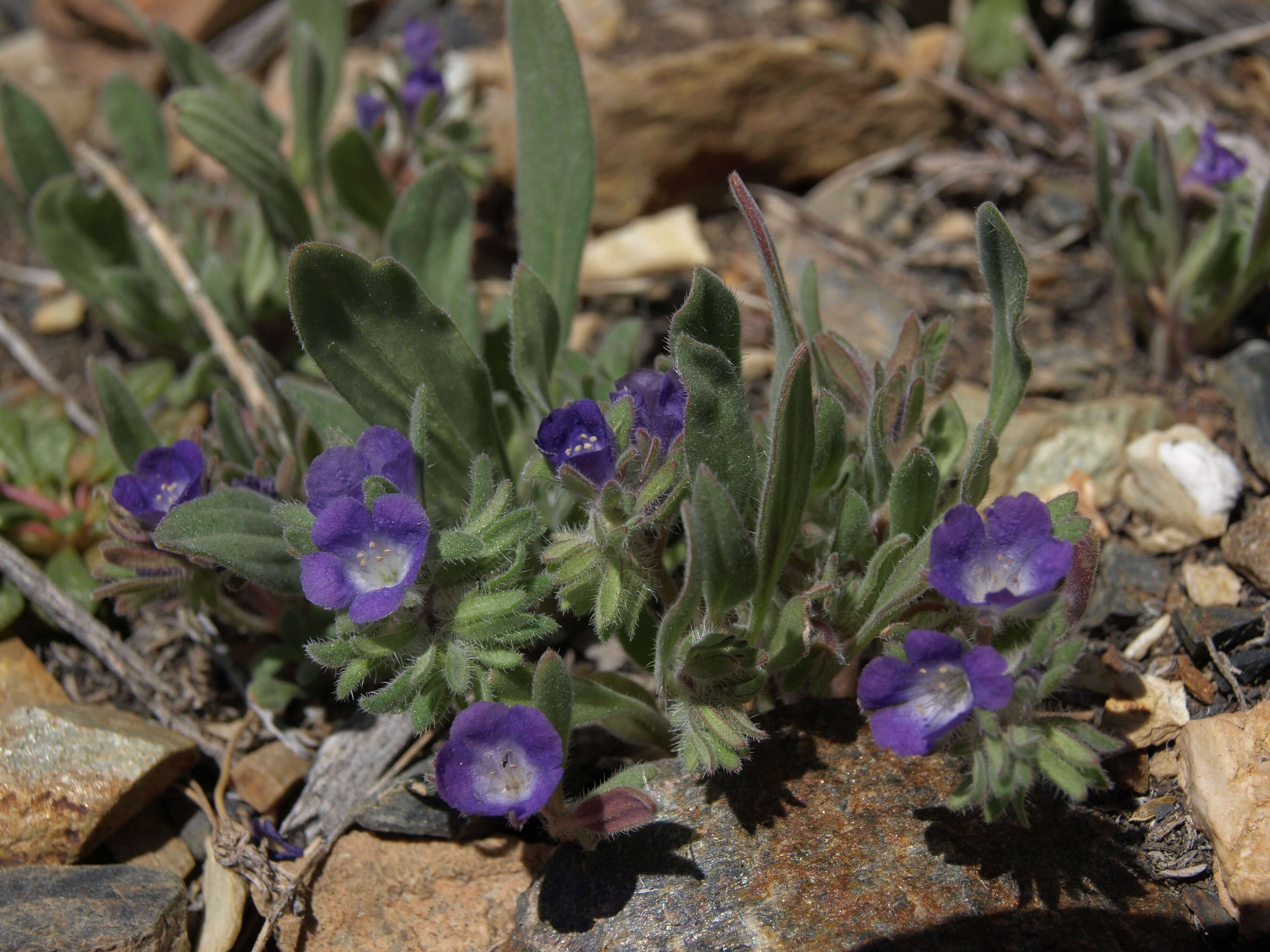 Phacelia curvipes Torr. ex S. Wats.的圖片