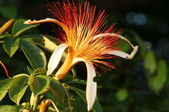 Image of Guiana-chestnut