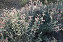 Image of Echium judaeum Lacaita