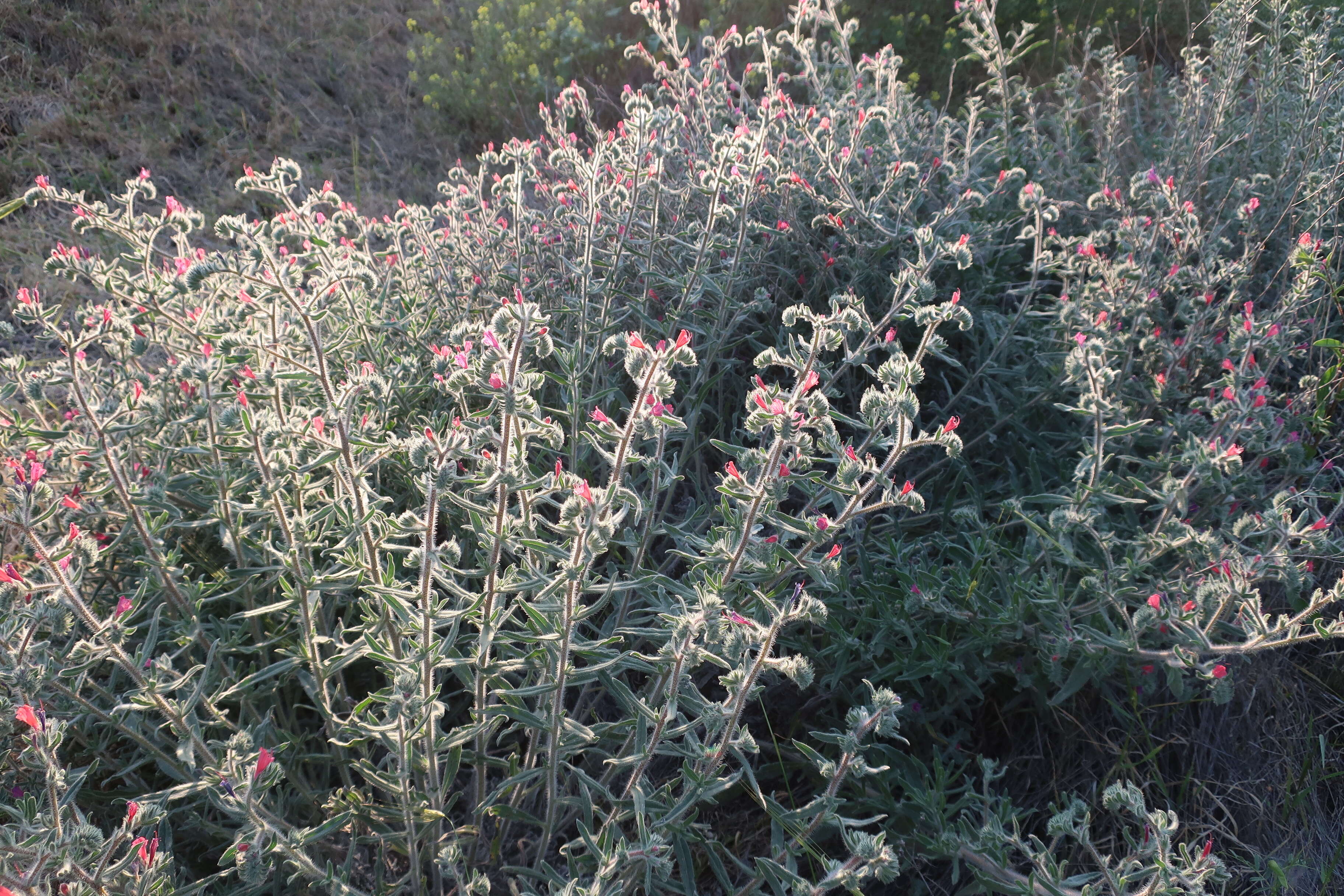 Echium judaeum Lacaita的圖片