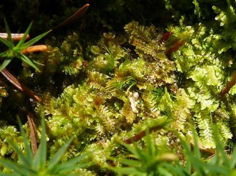 Image of Common Fold-leaf Liverwort