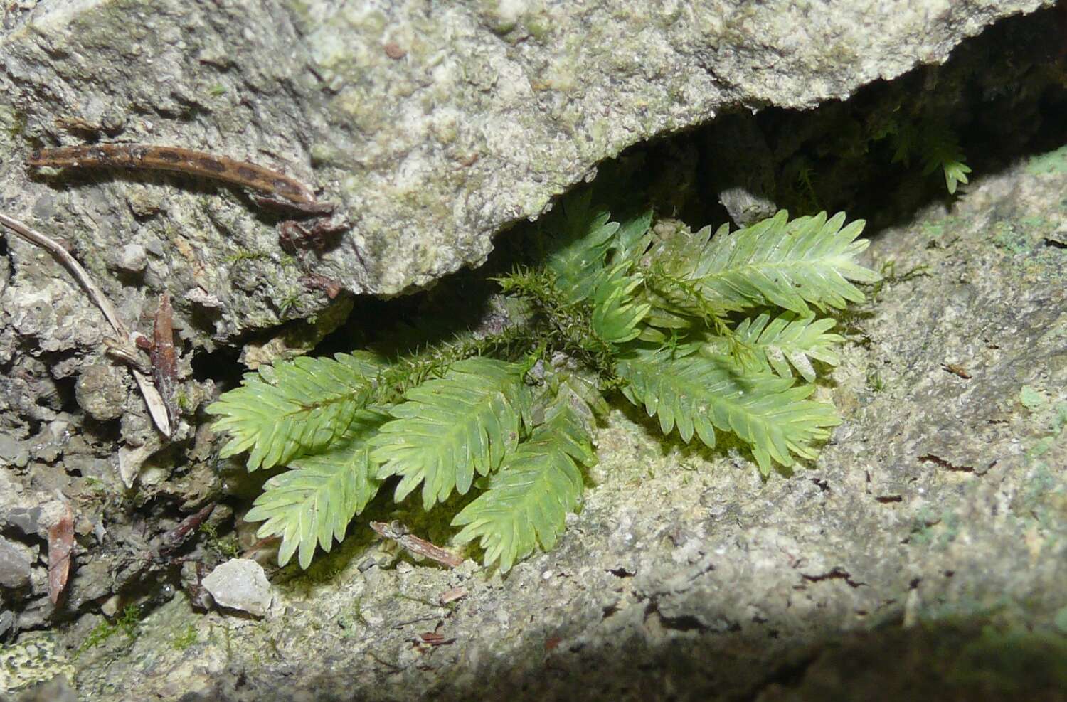 Image of fissidens moss