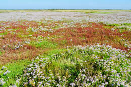 Image of sea aster