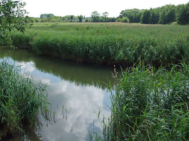 Image of common reed