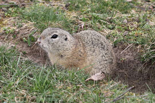 Image of European Ground Squirrel