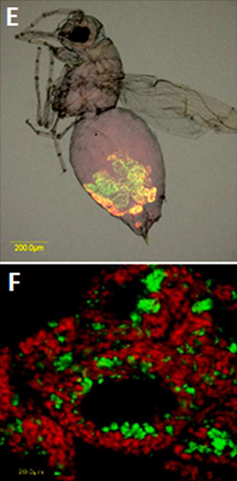 Image of Gammaproteobacteria