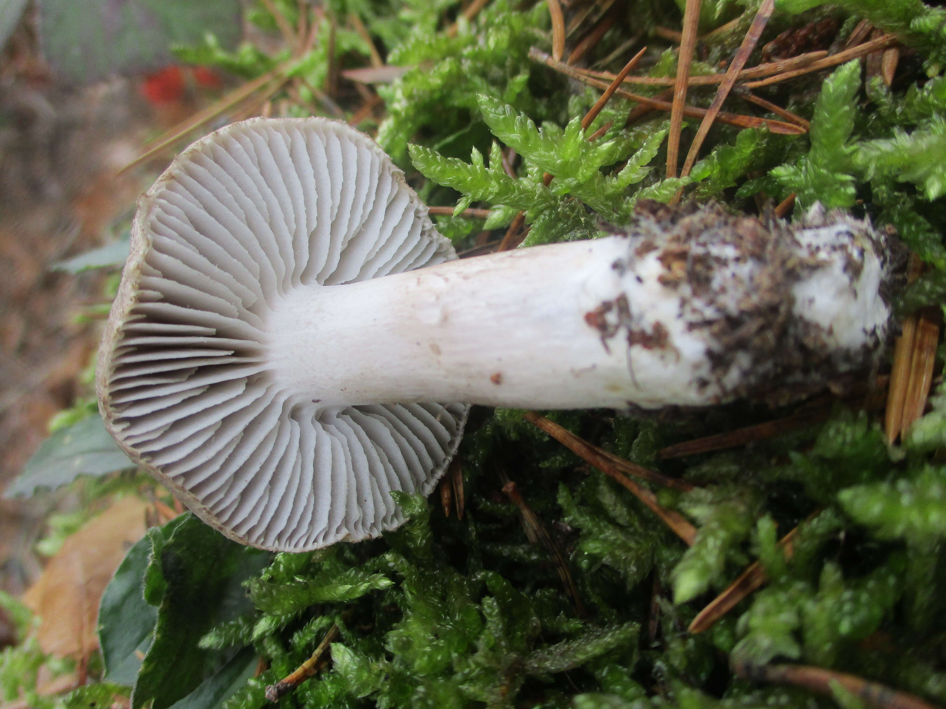 Image of Grey Agaric