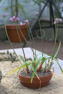 Image of Pink Agapanthus