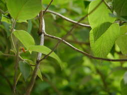 Image of Colquhounia coccinea Wall.