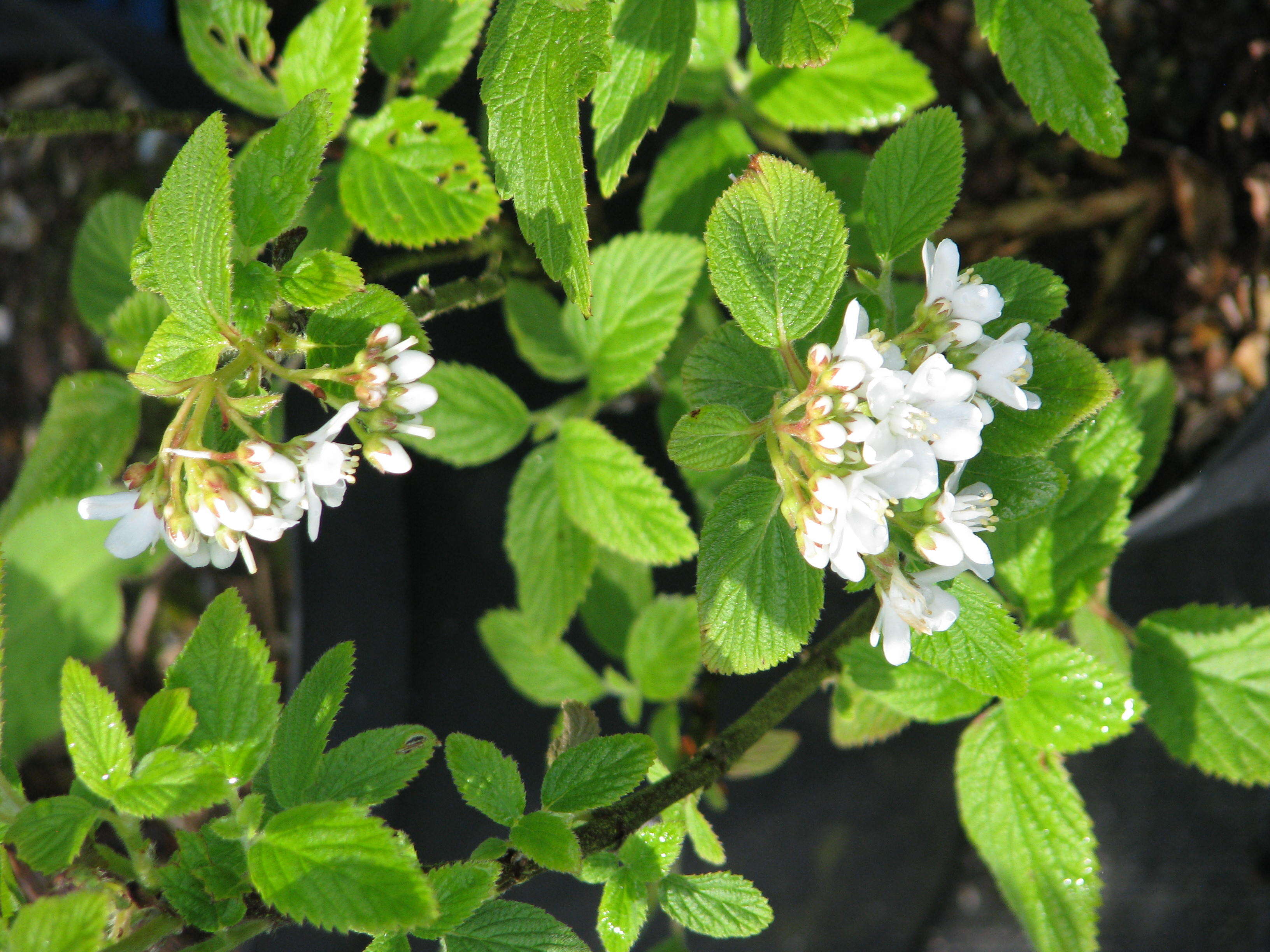 Image of fivepetal cliffbush