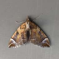 Image of Chevron Moth