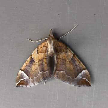 Image of Chevron Moth