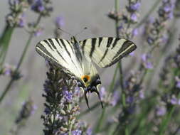 Слика од Lavandula angustifolia Mill.