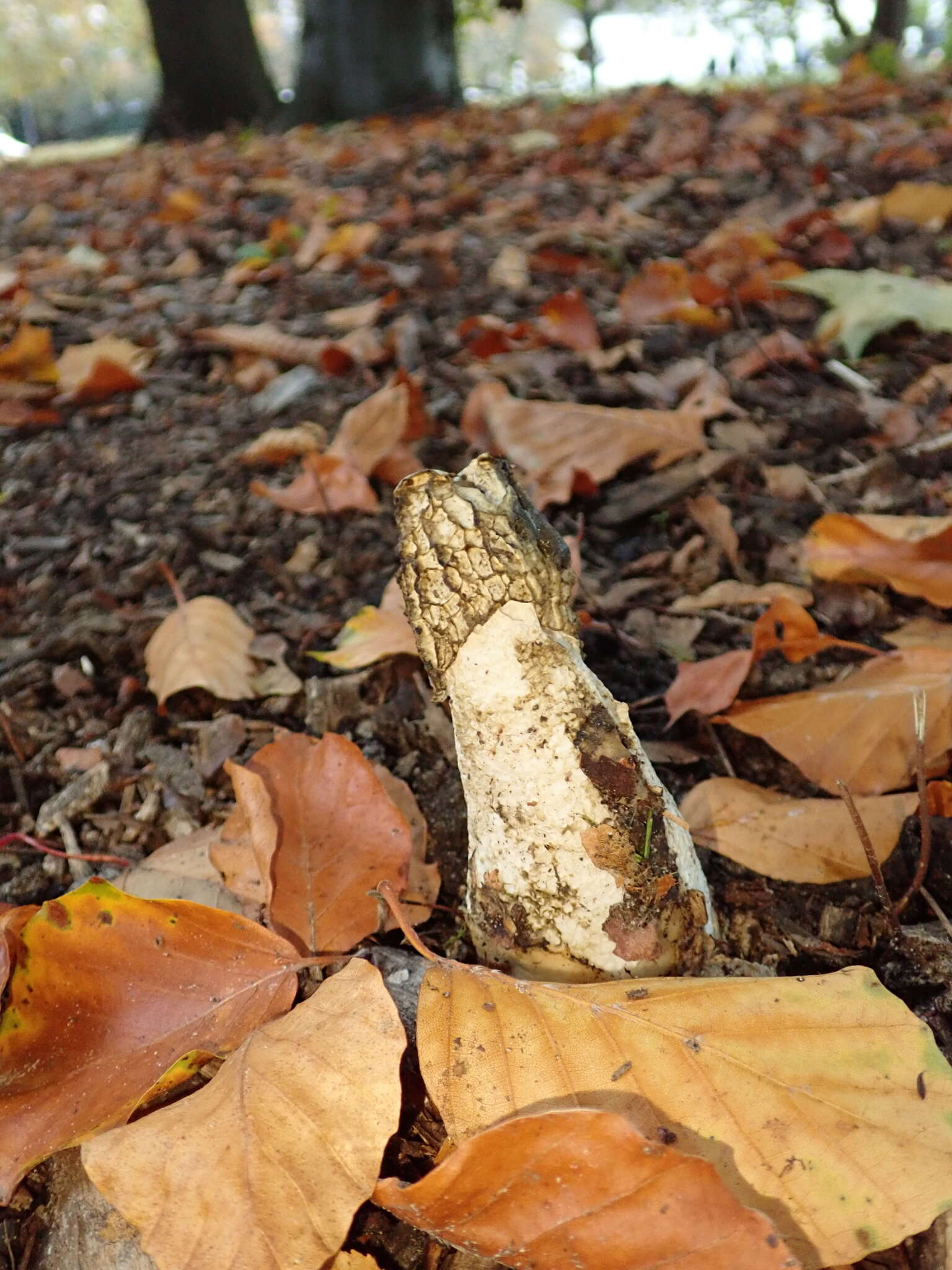 Image of Stinkhorn