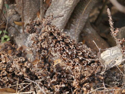 Image of Desert hyacinth