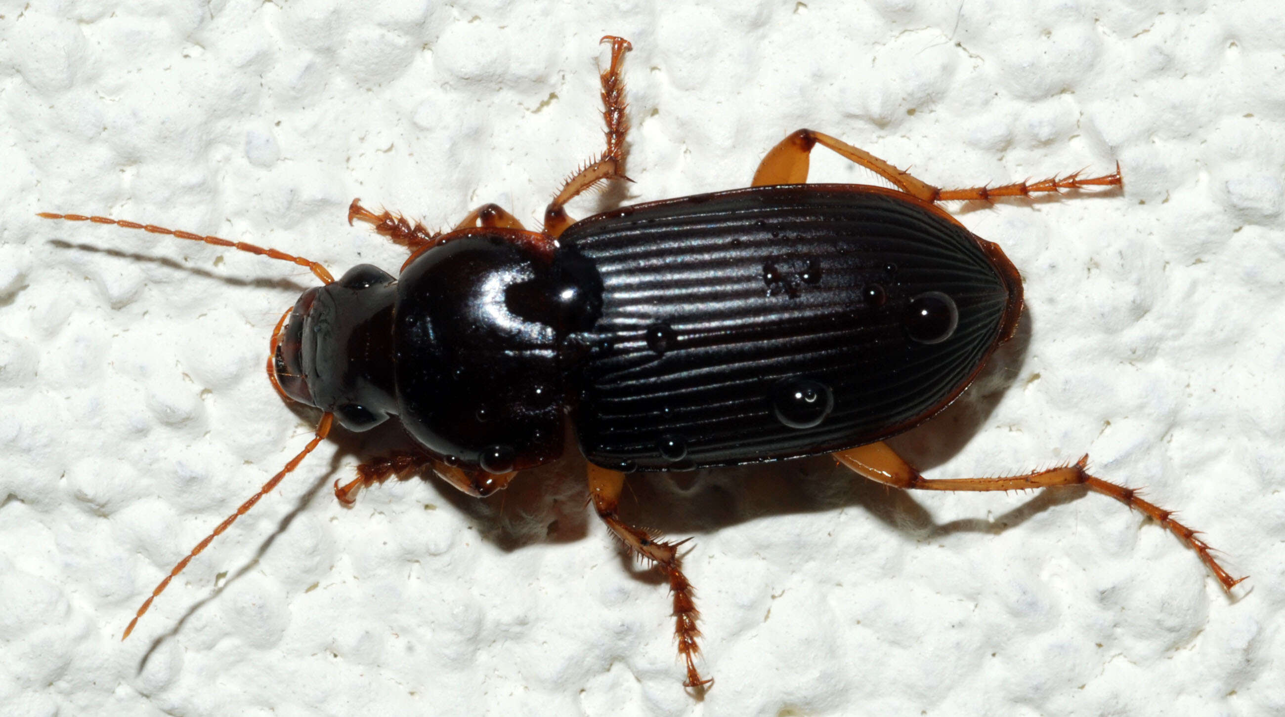 Image de Harpalus (Pseudoophonus) pensylvanicus (De Geer 1774)