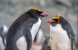 Image of Macaroni Penguin