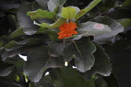 Image of Cordia dodecandra DC.