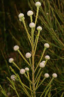 Sivun Brunia noduliflora P Goldblatt & J. C. Manning kuva