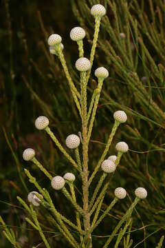 Image of Brunia noduliflora P Goldblatt & J. C. Manning