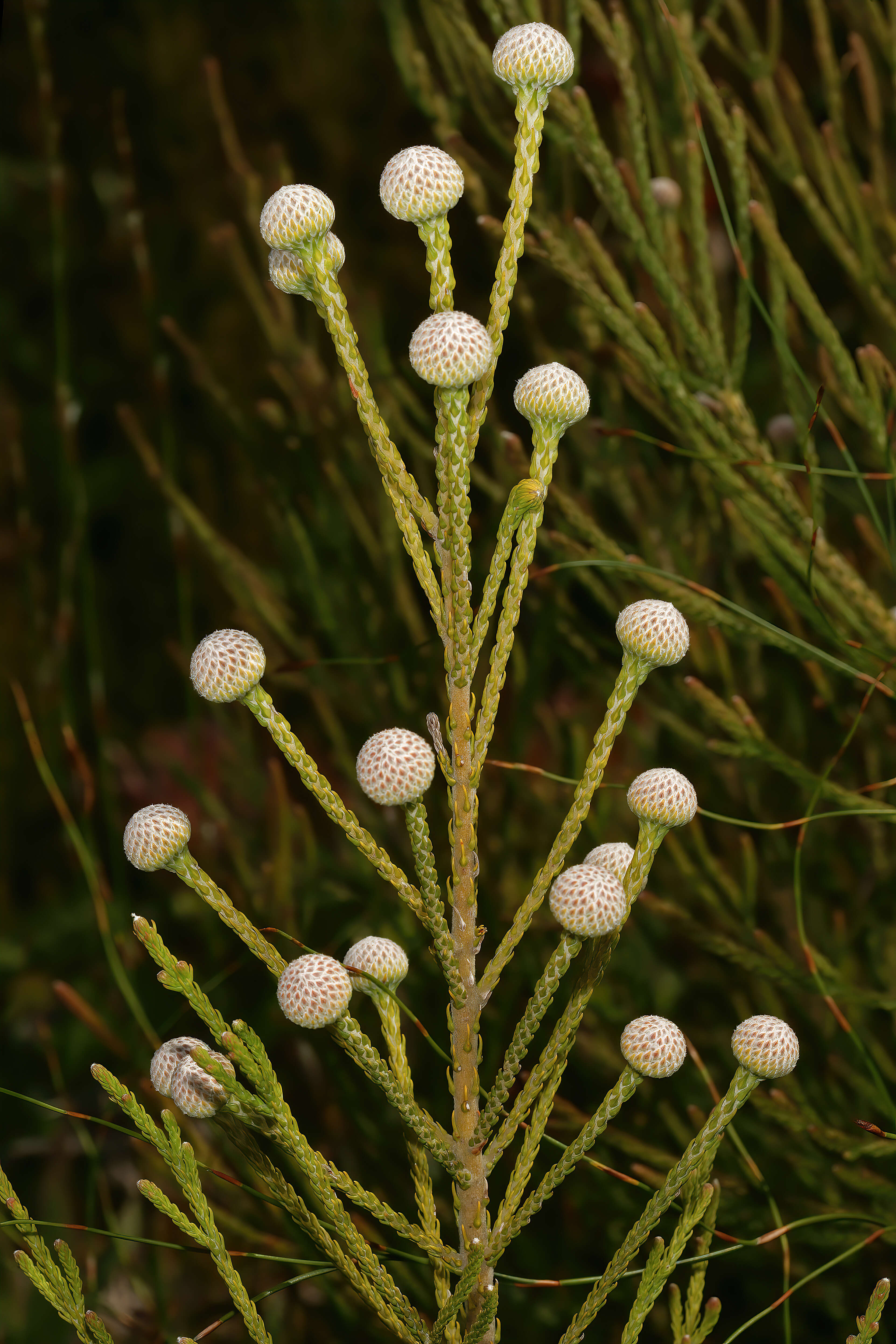 Sivun Brunia noduliflora P Goldblatt & J. C. Manning kuva