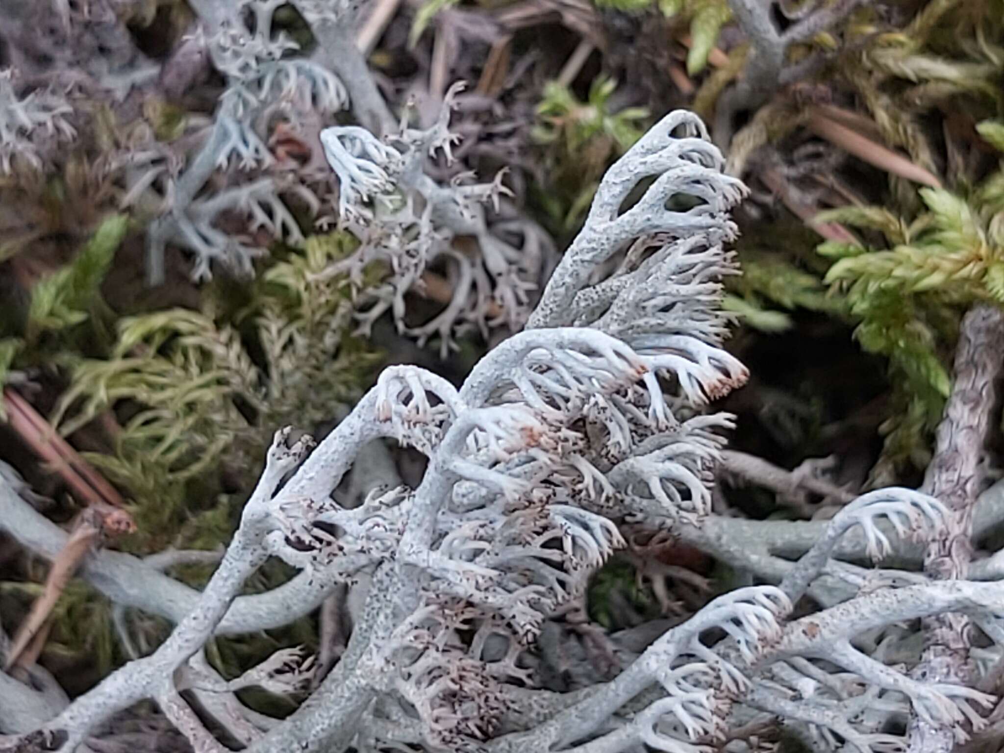 Image of Reindeer lichen