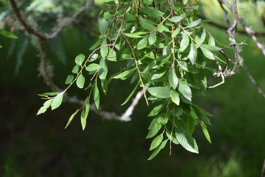 Image of Chinese elm