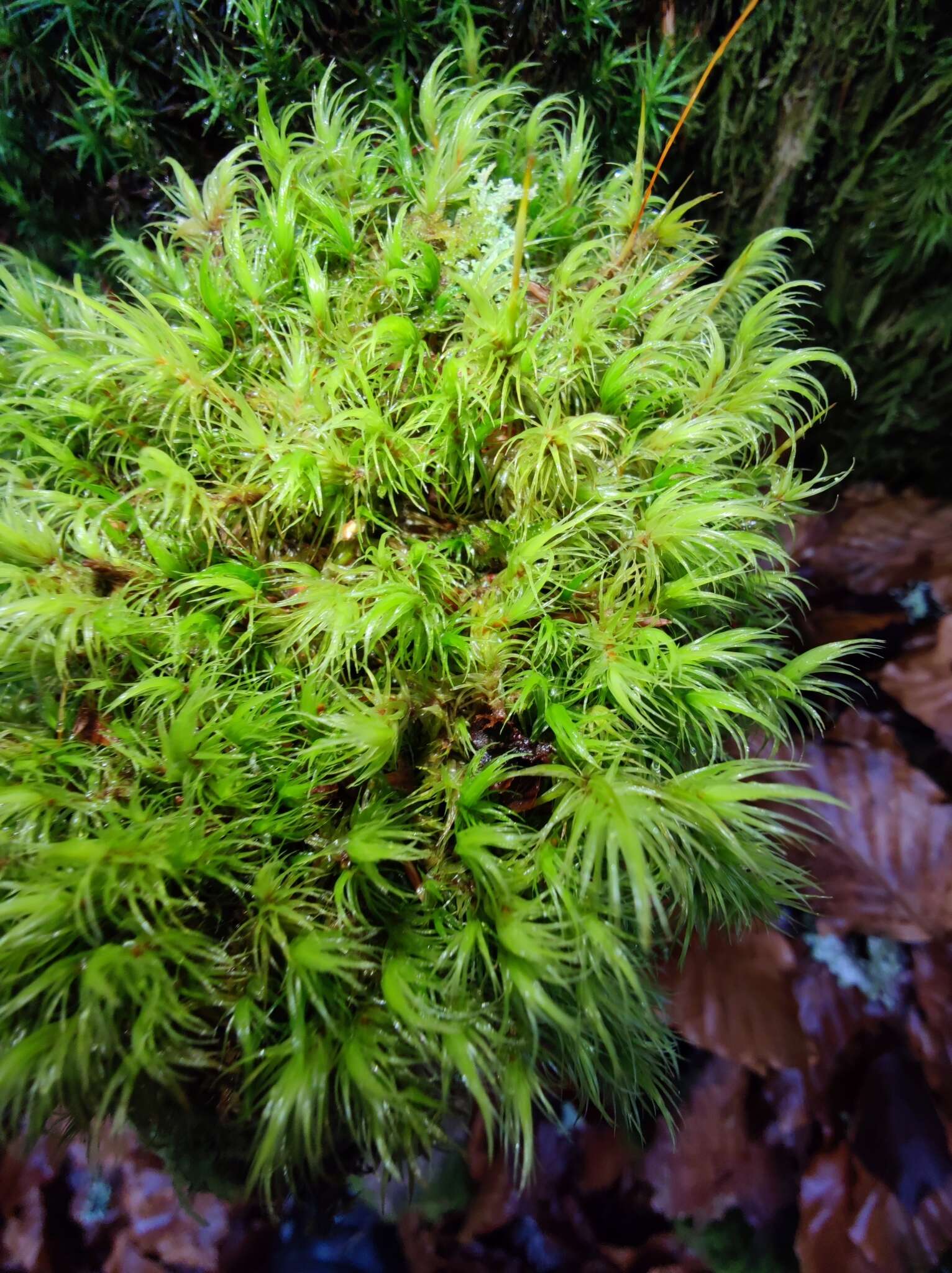 Image of Broom Moss