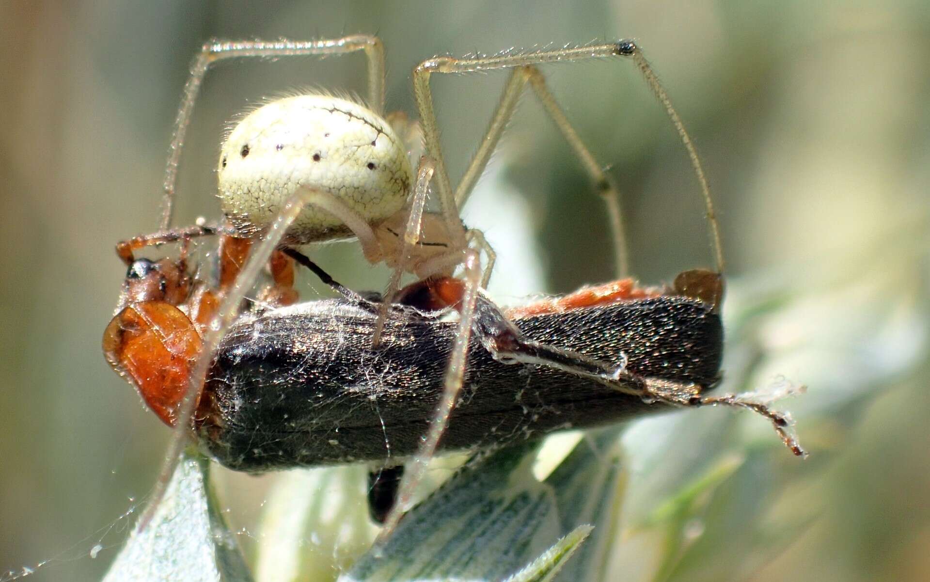 Image of Cantharis livida