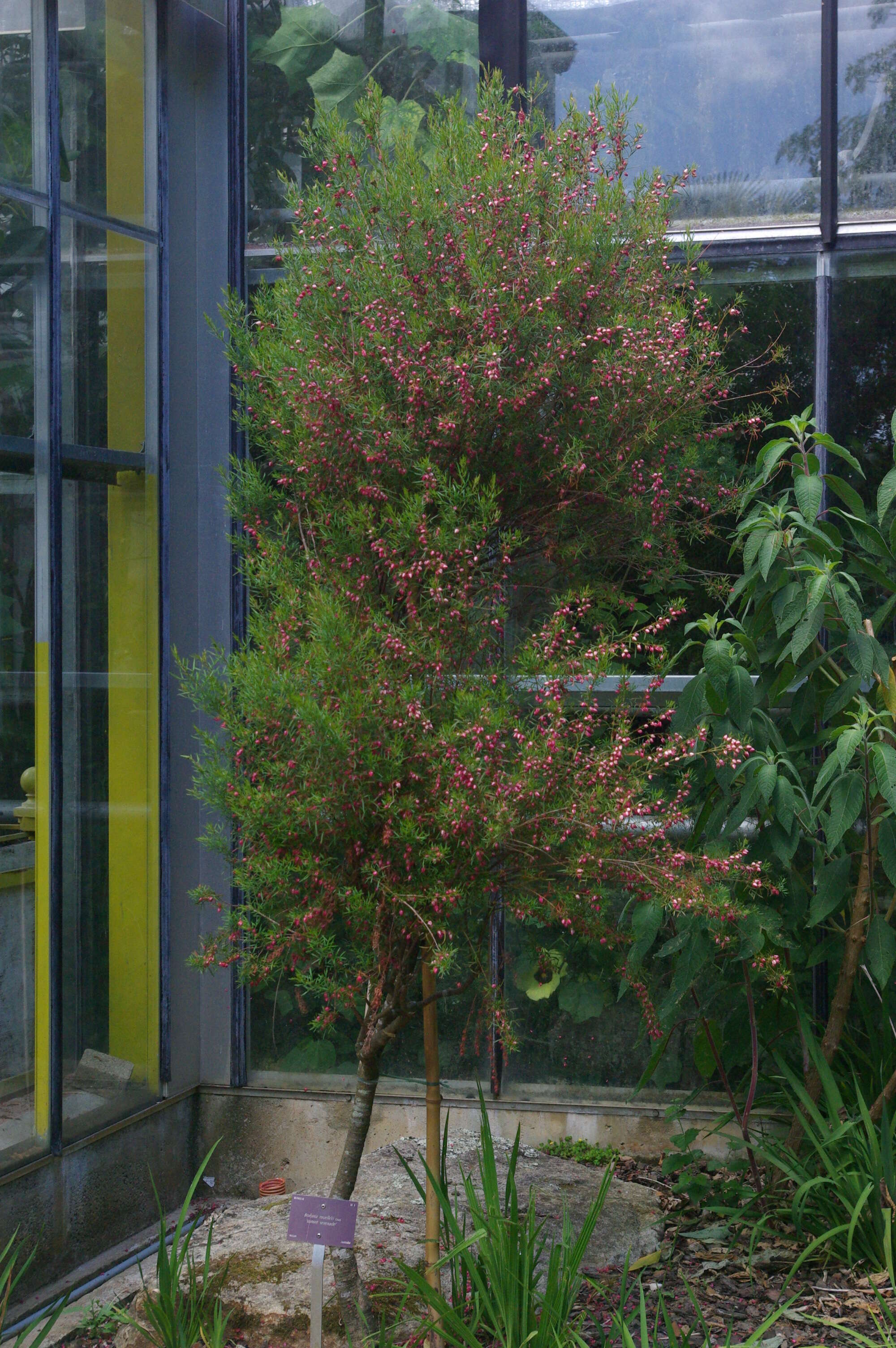 Image of Boronia muelleri (Benth.) Cheel