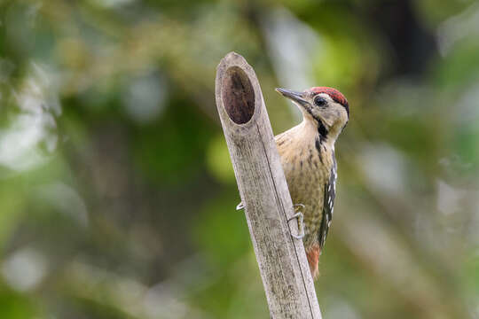 Image of Fulvous-breasted Woodpecker