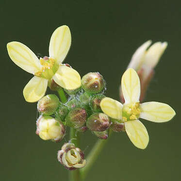 Imagem de Camelina microcarpa Andrz. ex DC.