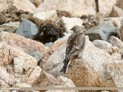 Image of Black-winged Snowfinch