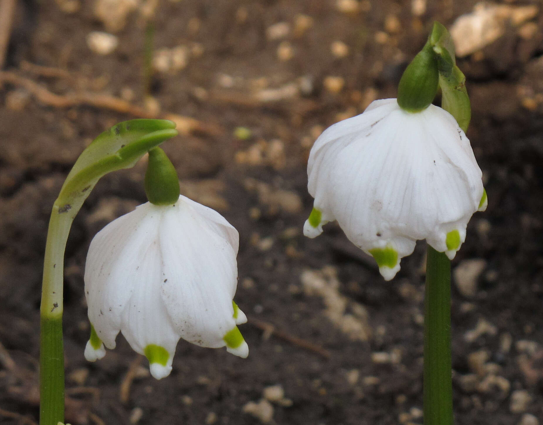 Image of Spring Snowflake