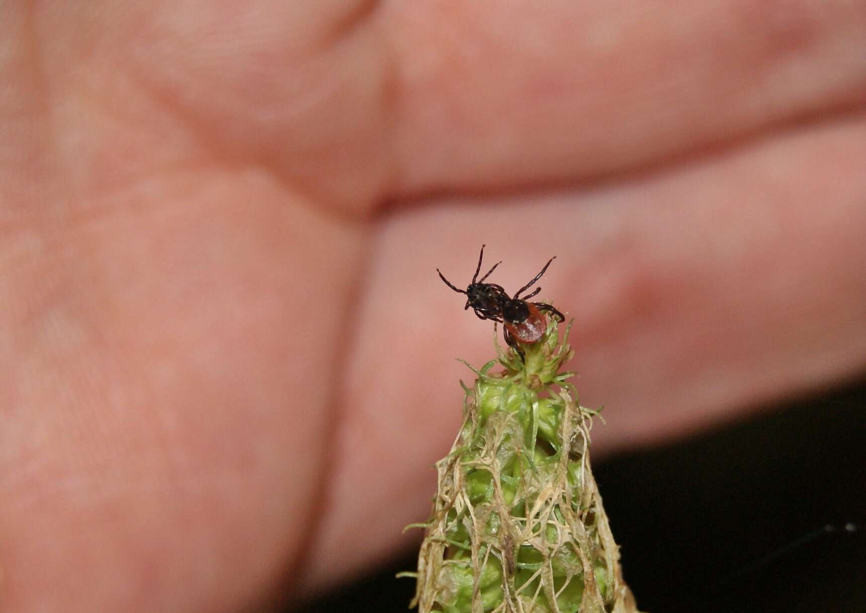 Image of Common sheep tick