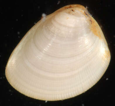 Image of Atlantic Nut Clam