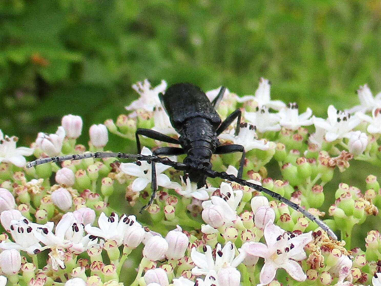 Image of capricorn beetle