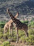 Image of reticulated giraffe