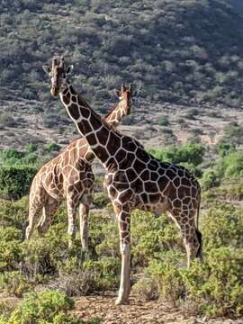 Plancia ëd Giraffa reticulata de Winton 1899