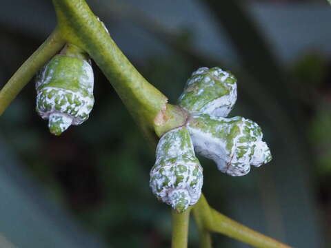 Sivun Eucalyptus globulus subsp. bicostata (Maiden. Blakely & Simmonds) Kirkpatrick kuva