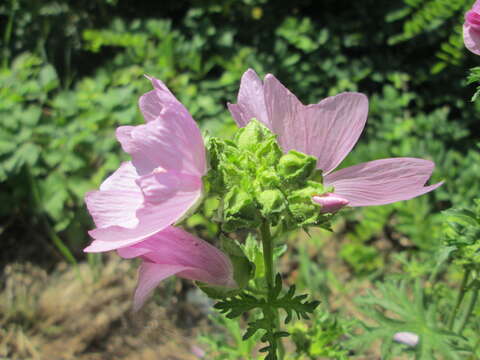 Image of musk mallow