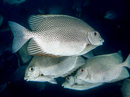 Image of Maze Rabbitfish