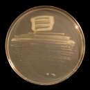Image of Phyllobacteriaceae
