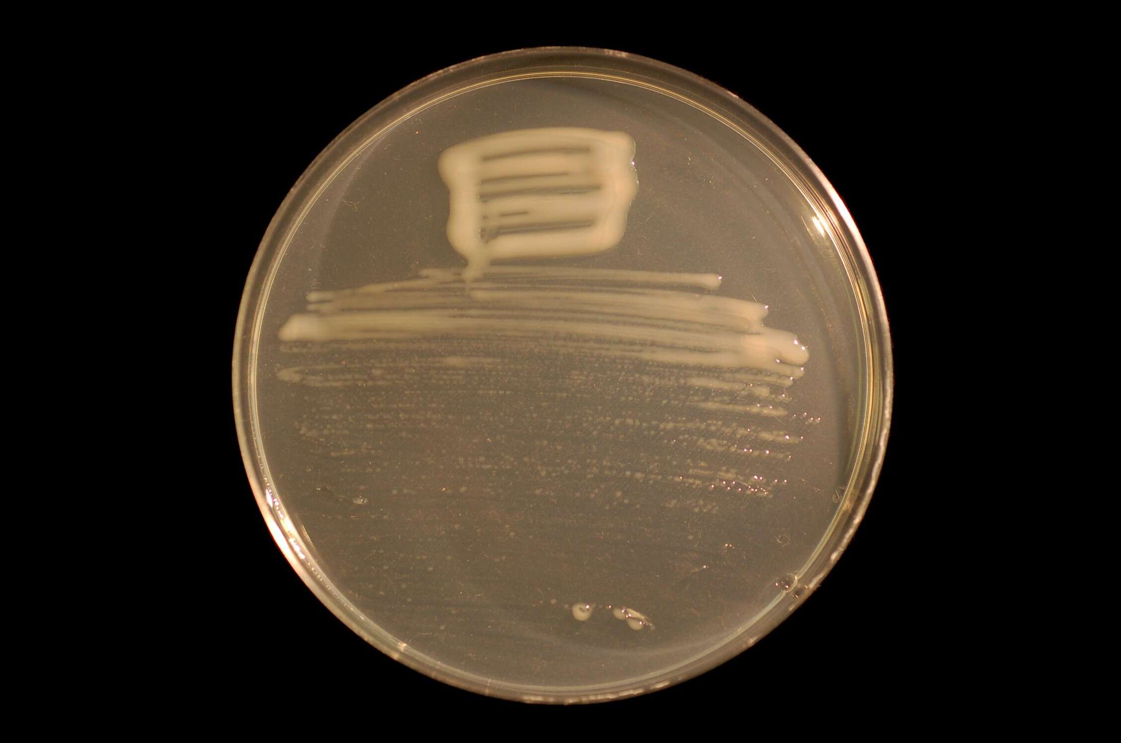 صورة Phyllobacteriaceae