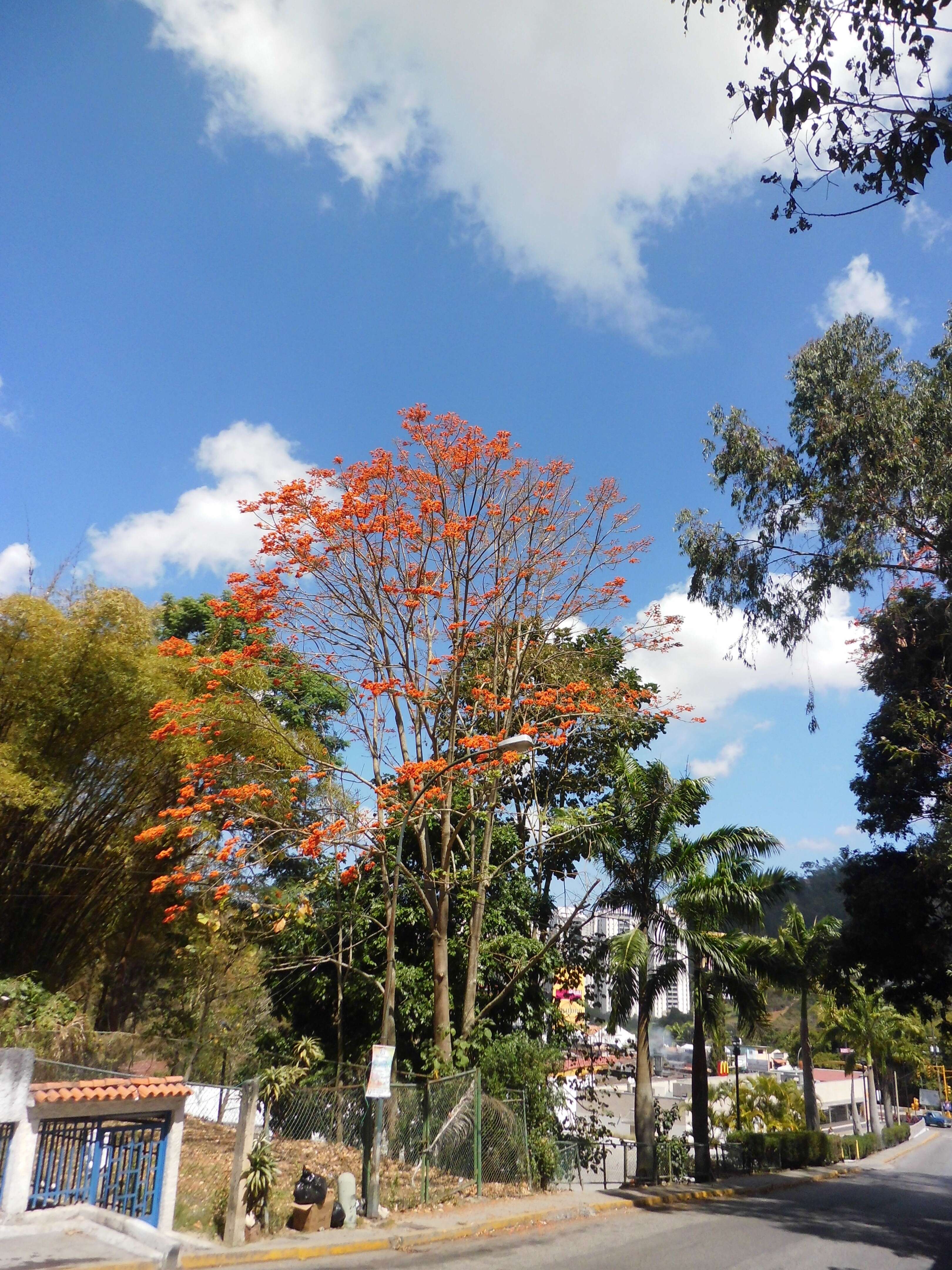 Imagem de Erythrina poeppigiana (Walp.) O. F. Cook