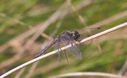 Image of black darter