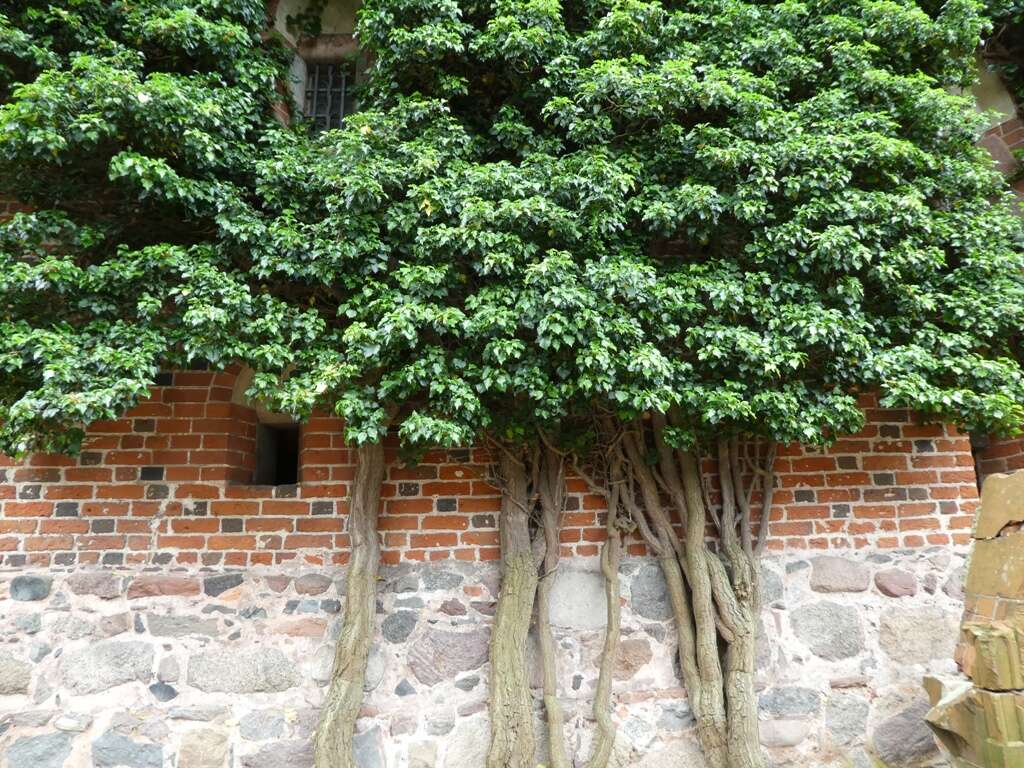 Image of English ivy